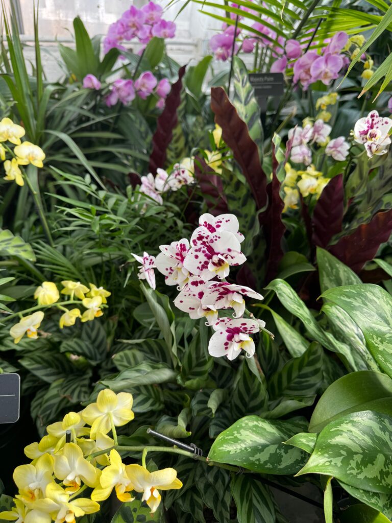 Do Weeds Kill Plants?