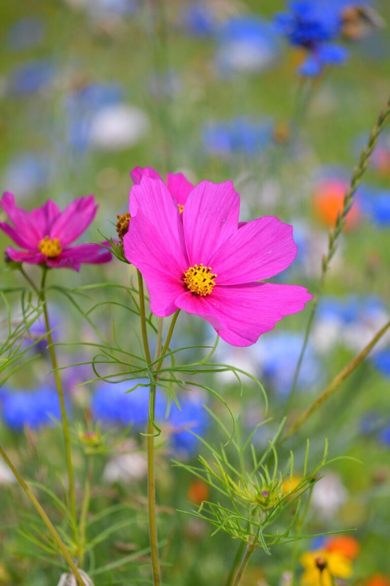 In the Hands of the Gardener: Being Mindful of your Heart, Part 3