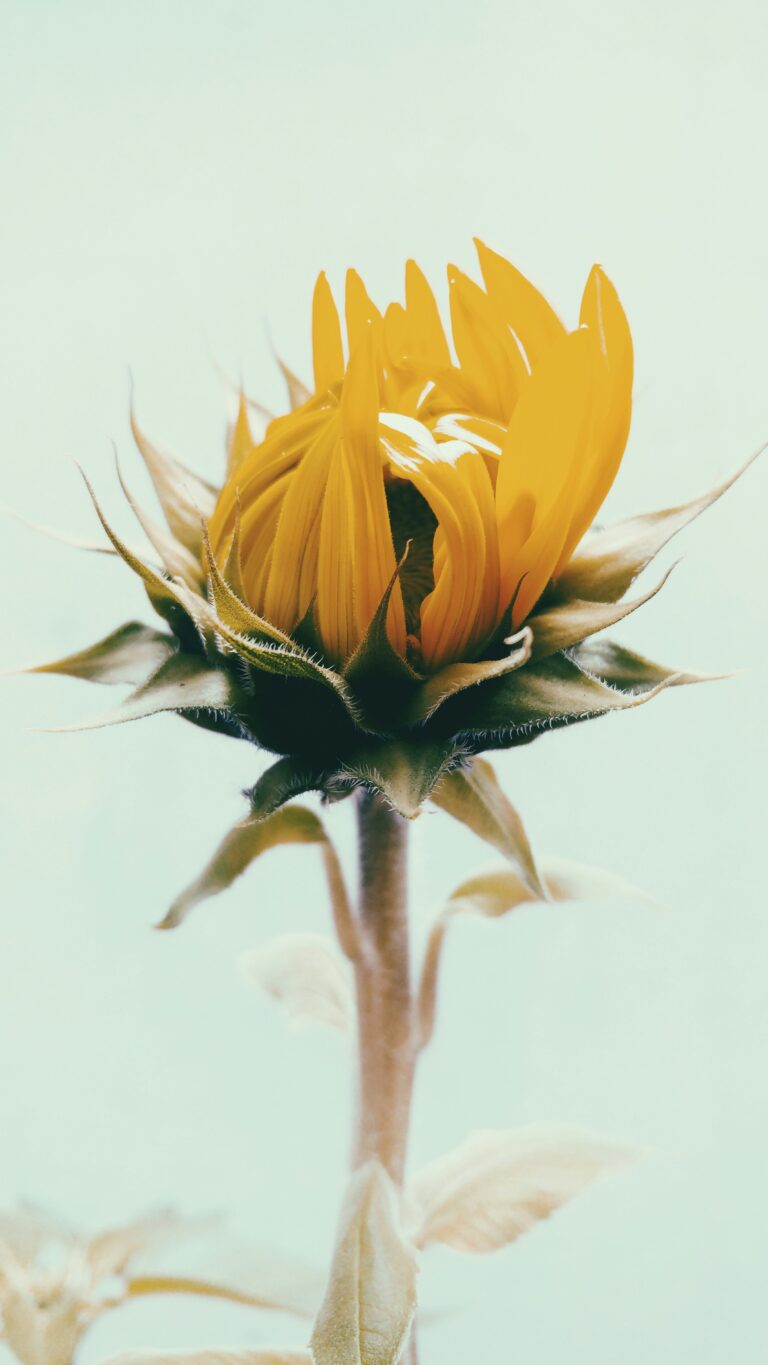 In the Hands of the Gardener: Being Mindful of Your Heart