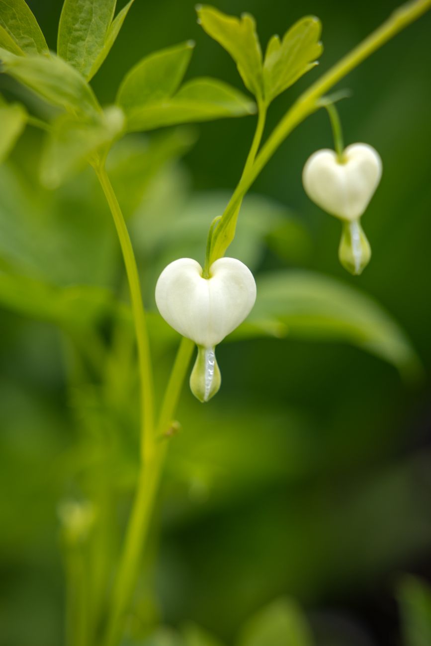 white heart flower