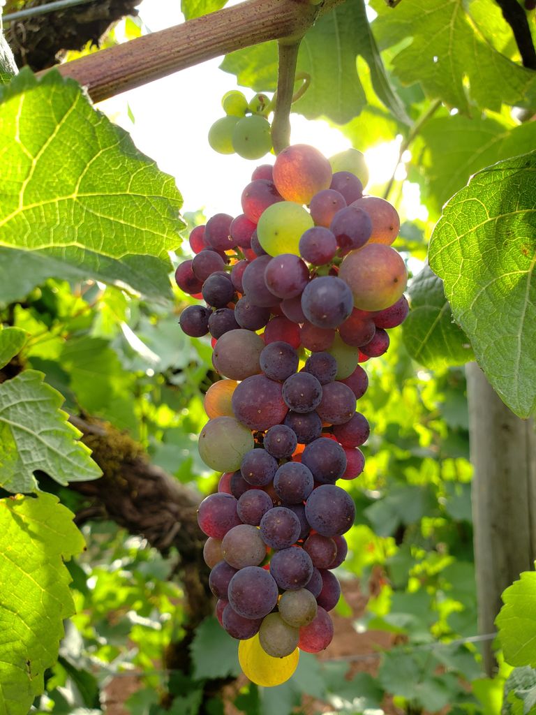 Colorful grapes hanging in vineyard, showcasing summer harvest in Oregon.